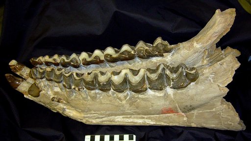 Brontops ? brachycephalus (Osborn)