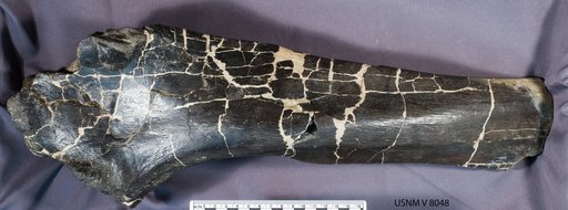 Monoclonius sp