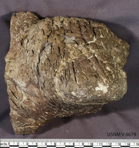 Triceratops sp