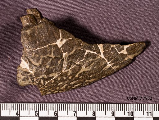 Brachyceratops montanensis Gilmore, 1914