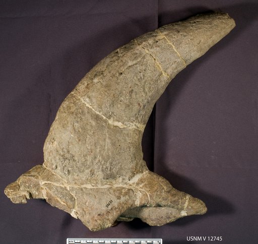 Monoclonius flexus Brown, 1914
