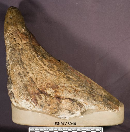 Triceratops prorsus Marsh, 1890