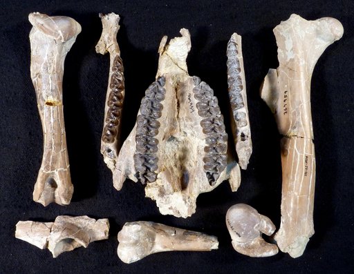 Mesohippus sp