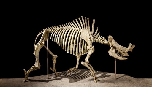 Megacerops coloradensis Leidy, 1870