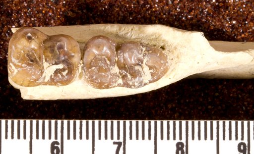 Perchoerus sp