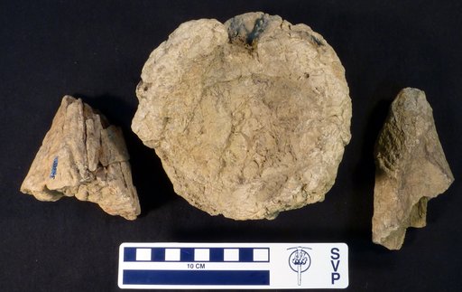 Triceratops sp