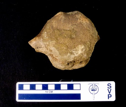 Triceratops sp