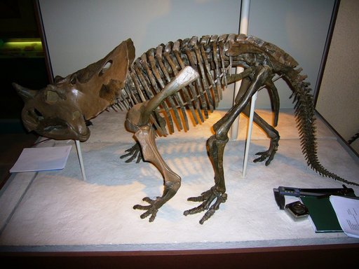 Brachyceratops montanensis Gilmore, 1914