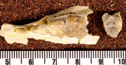 Perchoerus minor Cook