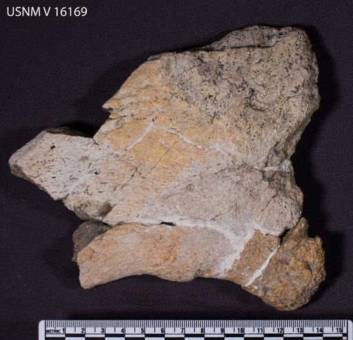 Arrhinoceratops utahensis Gilmore, 1946