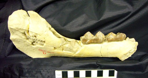 Menodus sp