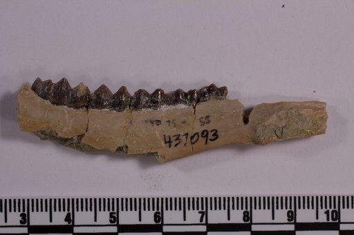 Leptomeryx sp