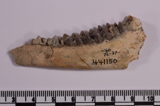 Leptomeryx sp