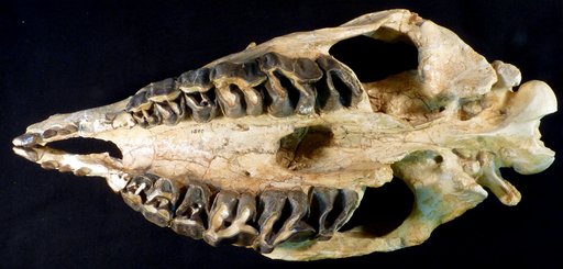 Trigonias sp