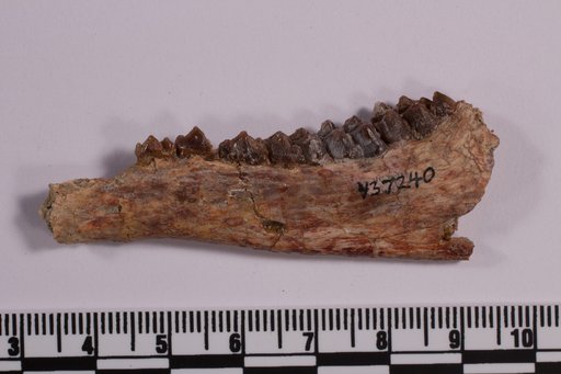 Leptomeryx sp