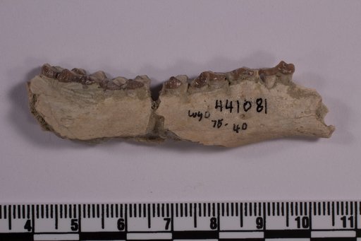 Leptomeryx sp