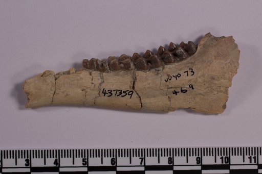 Leptomeryx sp