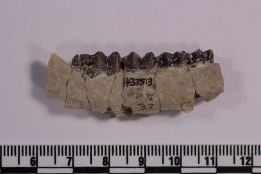 Leptomeryx sp