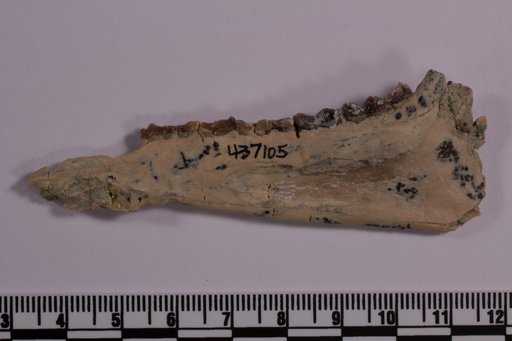 Leptomeryx sp