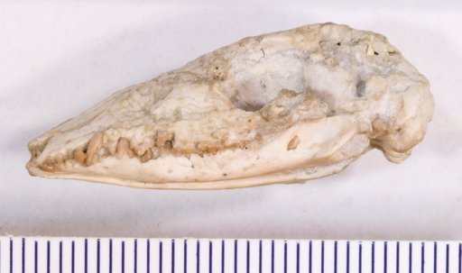 Peratherium sp
