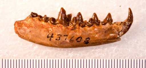 Hesperocyon sp