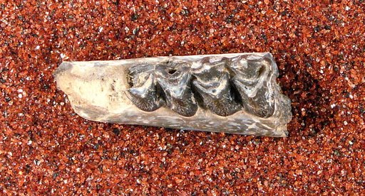 Leptotragulus profectus Matthew