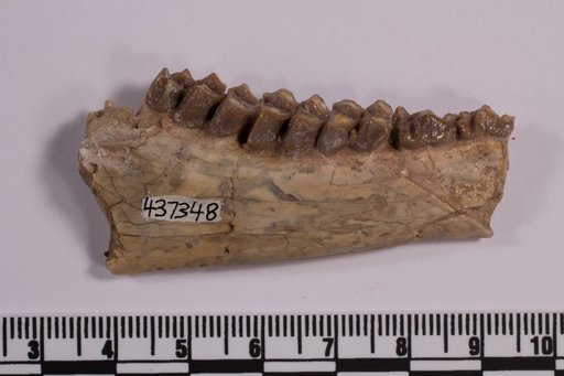 Leptomeryx sp