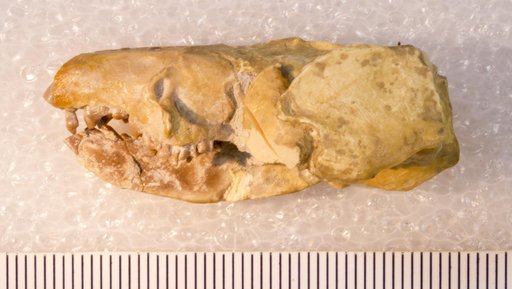 Apternodus brevirostris Schlaikjer, 1934