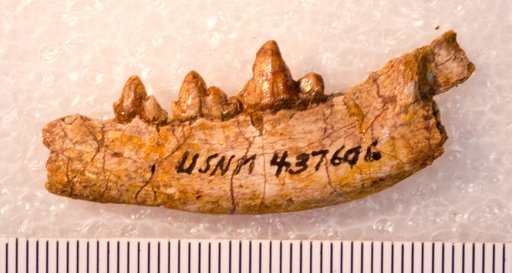 Hesperocyon sp