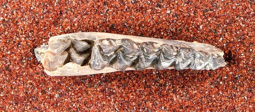 Leptotragulus profectus Matthew