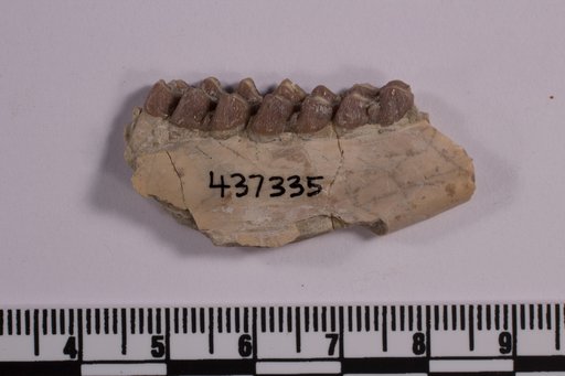 Leptomeryx sp
