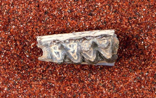 Leptotragulus profectus Matthew