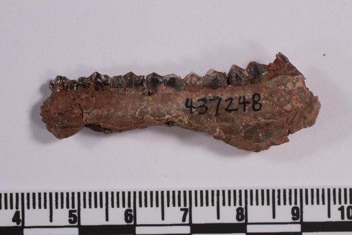 Leptomeryx sp