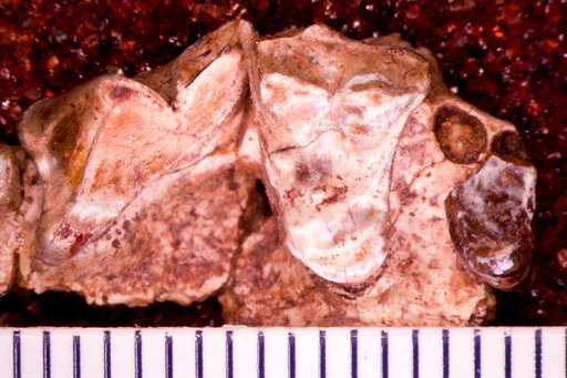 Hesperocyon sp