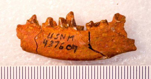 Hesperocyon sp