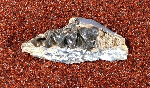 Leptotragulus profectus Matthew