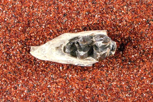 Leptotragulus profectus Matthew