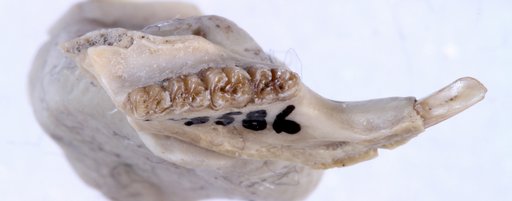 Pipestoneomys bisulcatus Donahoe, 1956