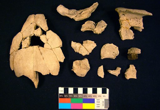 Caretta patriciae Zug, 2001