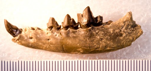 Hesperocyon paterculus (Matthew)