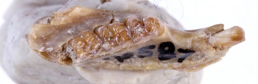 Pipestoneomys bisulcatus Donahoe, 1956