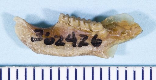 Paradjidaumo trilophus (Cope, 1873)