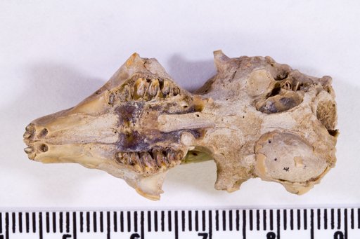 Palaeolagus sp