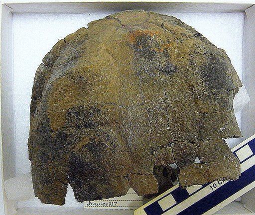 Planetochelys savoiei Weems, 1988