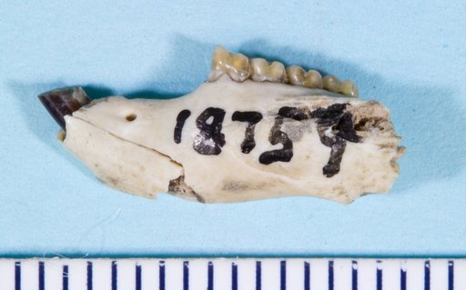 Paradjidaumo trilophus (Cope, 1873)