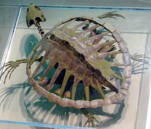 Ctenochelys stenopora Hay, 1905
