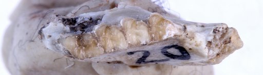 Brachygaulus xerobothrus Korth & Tabrum, 2011