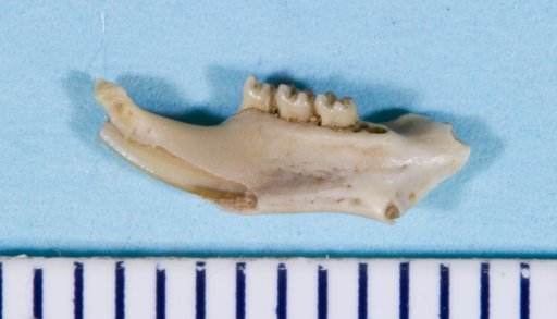 Adjidaumo lophatus Korth, 2012