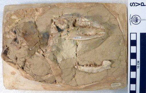 Hesperocyon paterculus (Matthew)