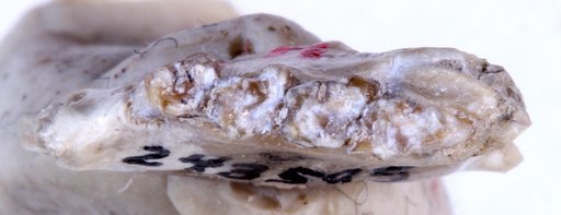 Prosciurus relictus (Cope)